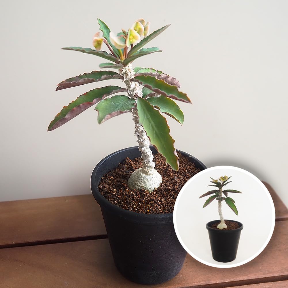 デロニクス プミラ 現地球 発根済み 小型 白肌 検）グラキリス